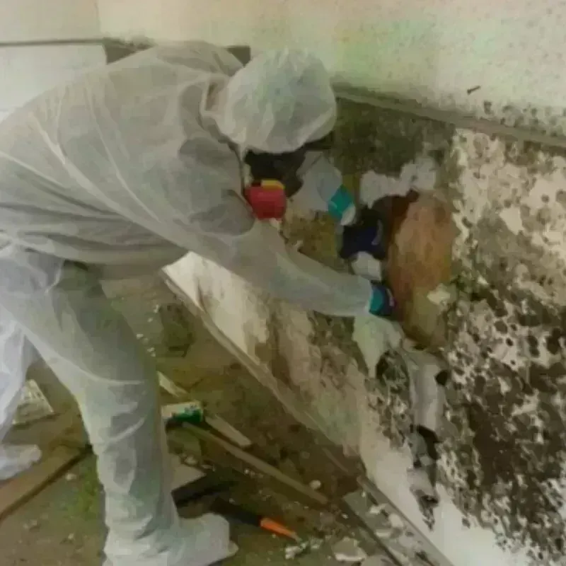 Mold Remediation and Removal in De Smet, SD